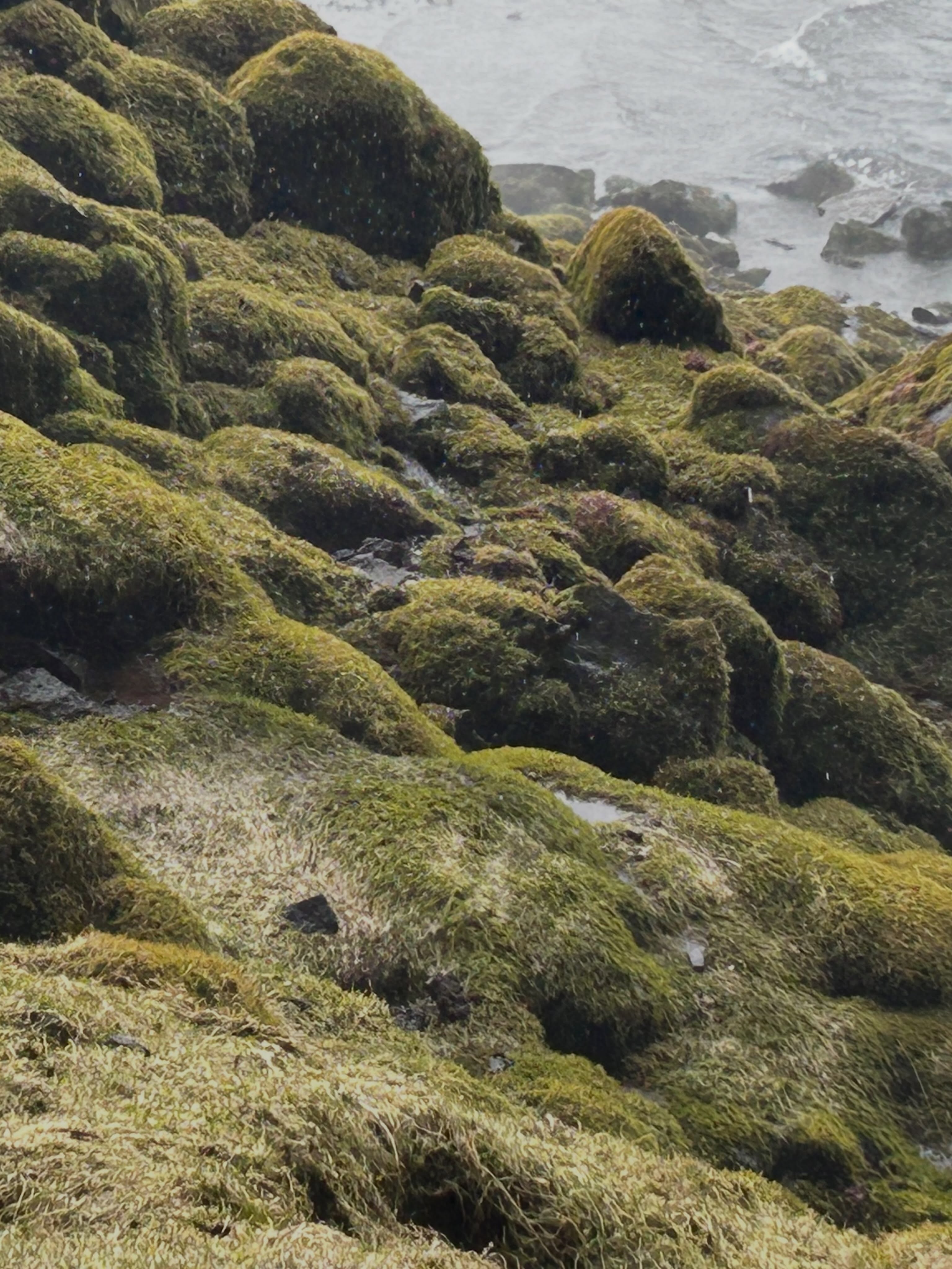 Green moss covers rounded lava rocks beside water.