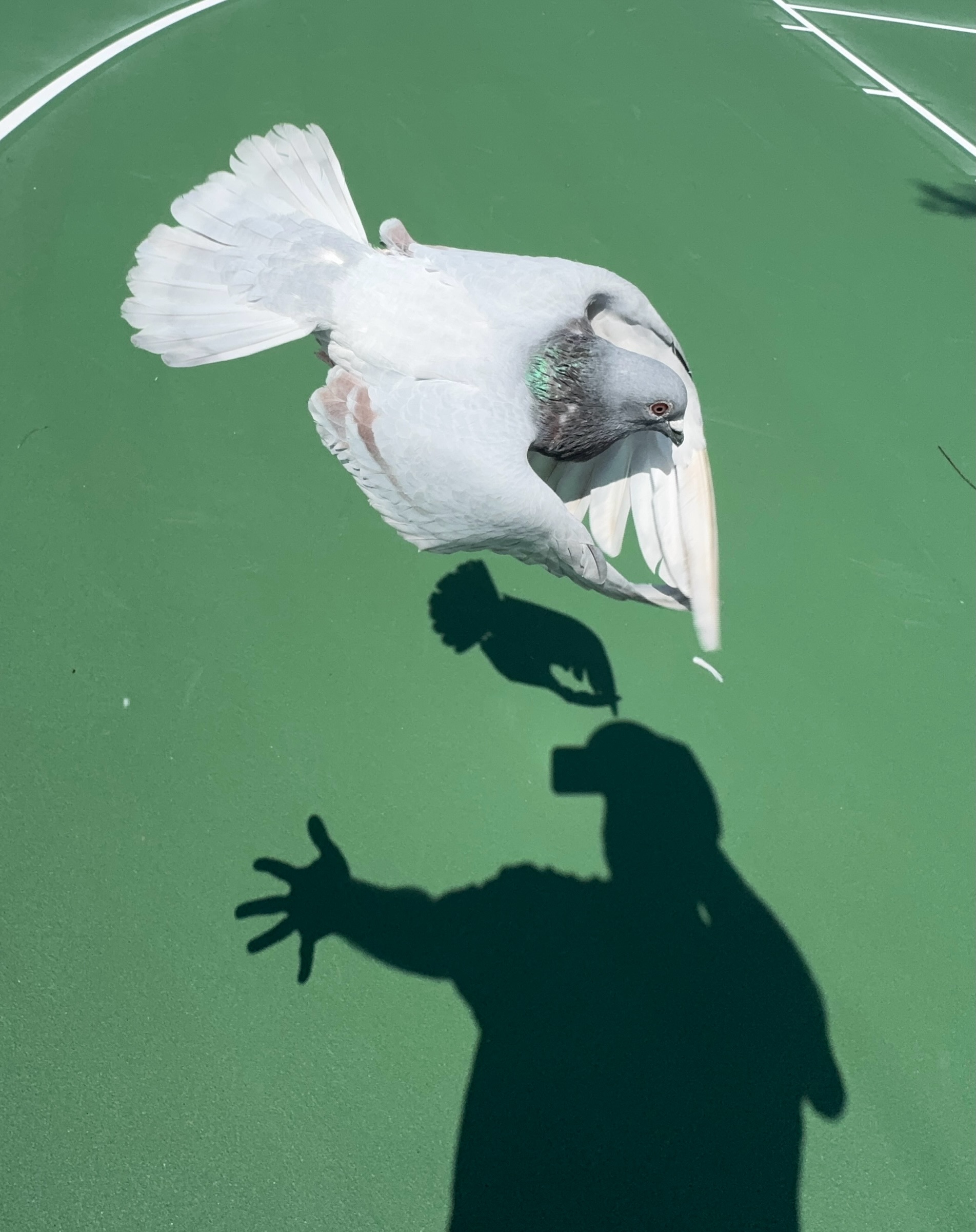 Image 1 of 3 from @thepigeonphotographer's Instagram post.