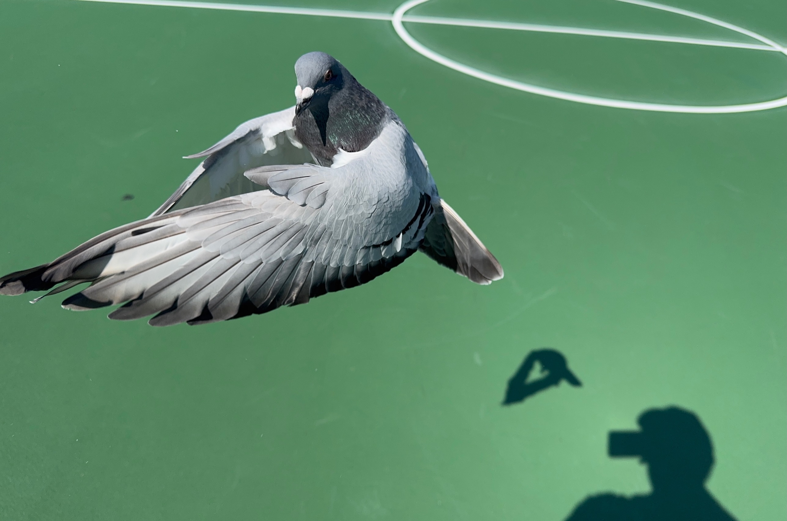 Image 2 of 3 from @thepigeonphotographer's Instagram post.